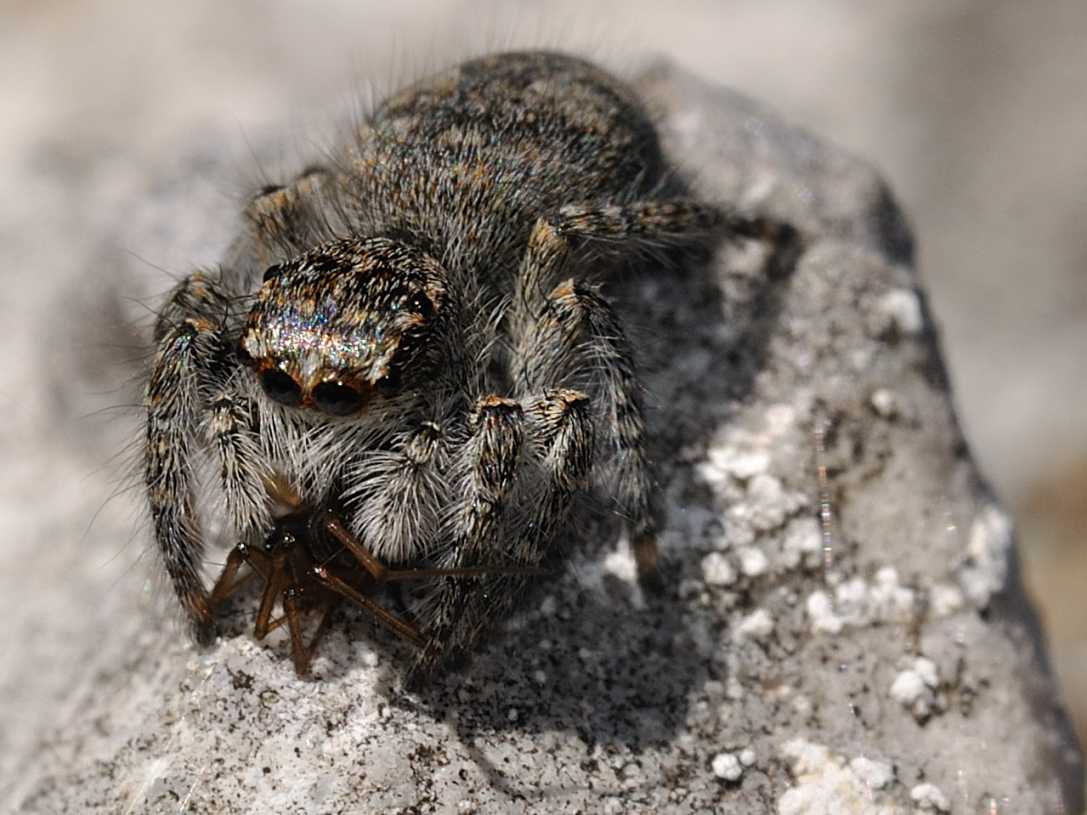 Philaeus chrysops